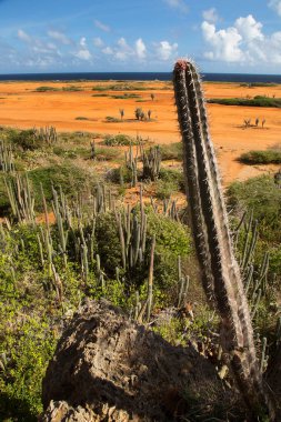 Issız adada kaktüs. 