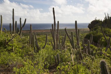 Deniz kenarındaki yemyeşil çalı