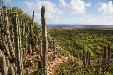 Deniz kenarındaki yemyeşil orman.