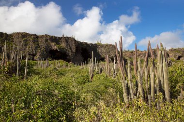 Tepelerle çevrili kaktüslü bir tarla.