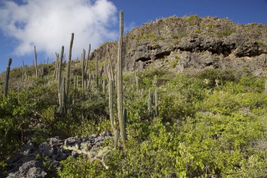 Kaktüs kayalık tepede