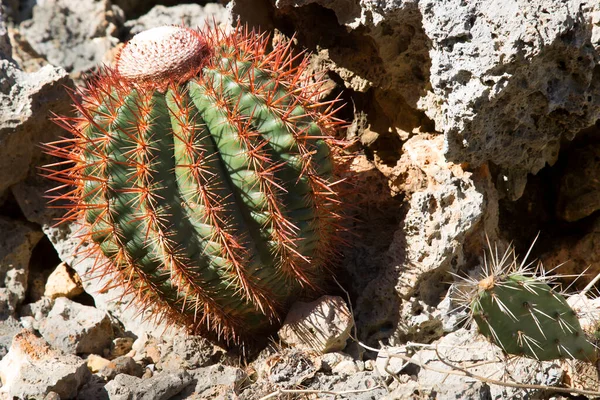 Nahaufnahme Eines Grünen Kaktus — Stockfoto