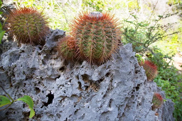 Close Green Cactus — Stock Photo, Image