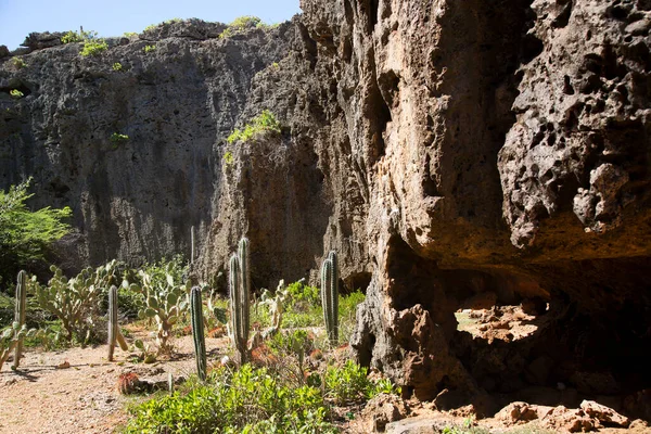 Cactus Cerca Roca —  Fotos de Stock