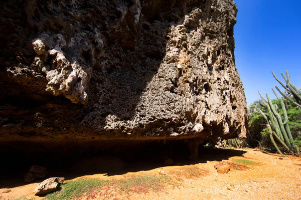 岩の近くのサボテン — ストック写真