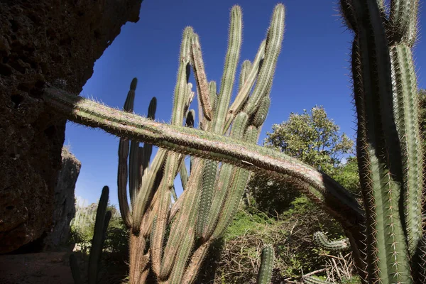 Kaktus Lehnt Sich Den Felsen — Stockfoto