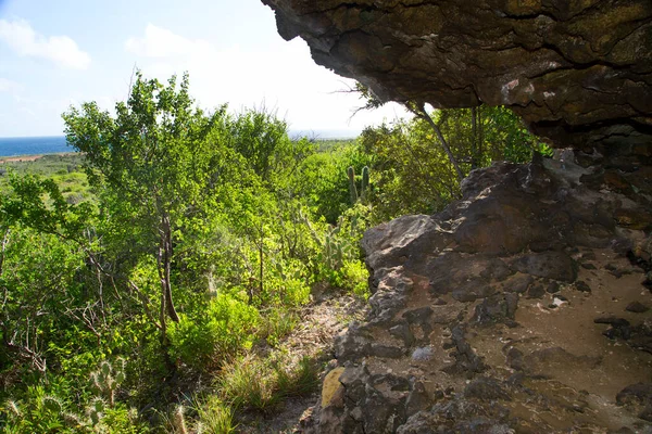 洞窟からの森の眺め — ストック写真