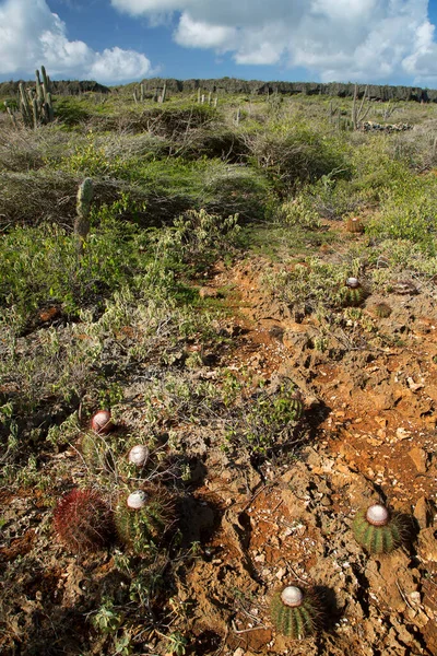 Campo Con Cactus Circondato Colline — Foto Stock