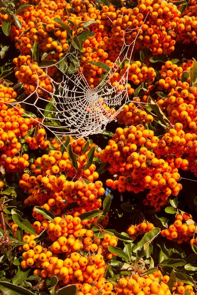 Апельсинові Ягоди Павутиною Кущі Саду — стокове фото