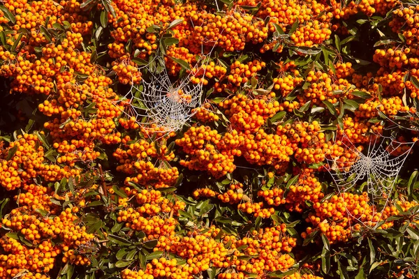 Апельсинові Ягоди Павутиною Кущі Саду — стокове фото