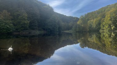 Sakin nehir ve ormanın olduğu güzel bir manzara.