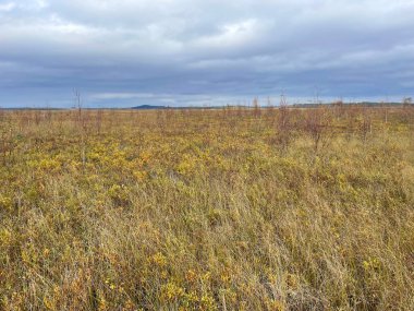 Çimen tarlası ve bulutlu gökyüzü olan güzel bir manzara. 