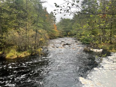 Ormandaki hızlı nehrin güzel manzarası 