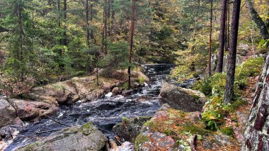 Nehir ormanının güzel manzarası