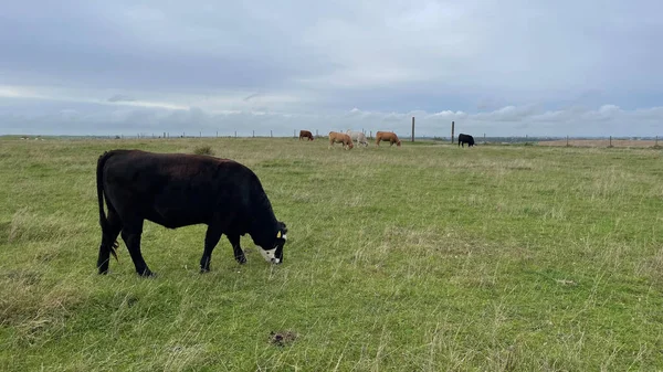 Vaches Broutant Dans Prairie — Photo
