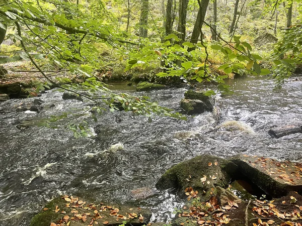 Hermoso Paisaje Con Río Bosque —  Fotos de Stock