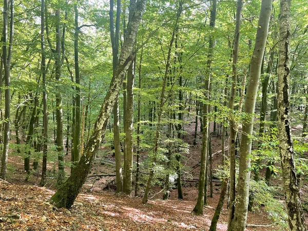 Prachtig Herfstbos Met Bomen Bladeren — Stockfoto