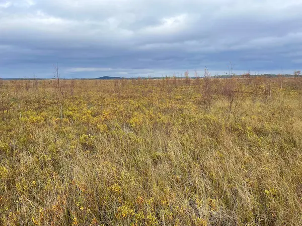 Çimen tarlası ve bulutlu gökyüzü olan güzel bir manzara. 