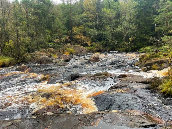 Ormandaki hızlı nehrin güzel manzarası 
