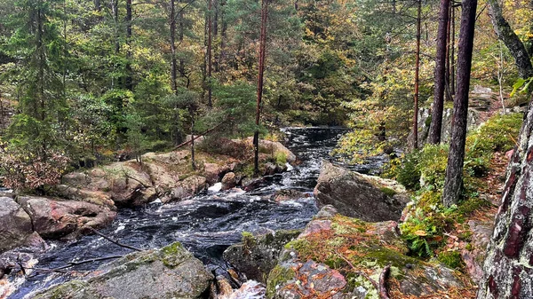 Nehir ormanının güzel manzarası