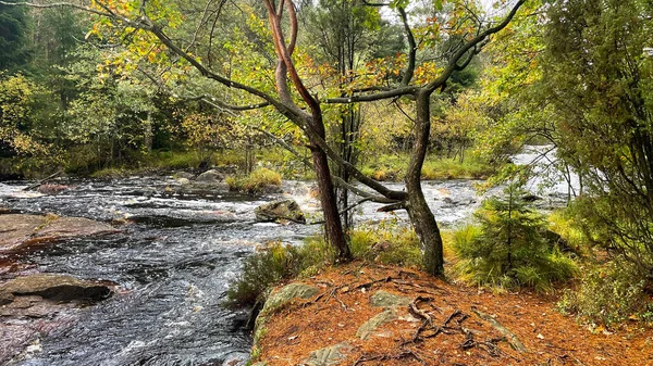 Ormanda nehri olan güzel bir manzara.