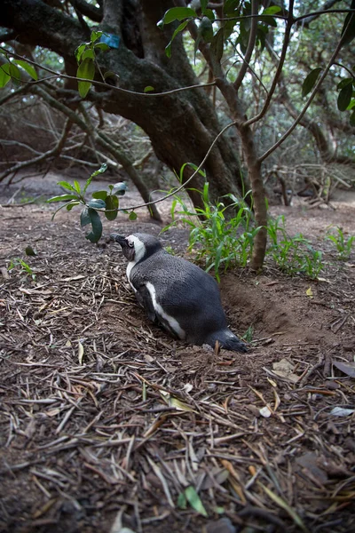 森の中の小さなペンギンは — ストック写真