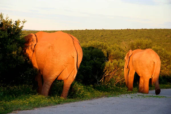 African Elephant Walking Savannah Kenya — Stock Photo, Image