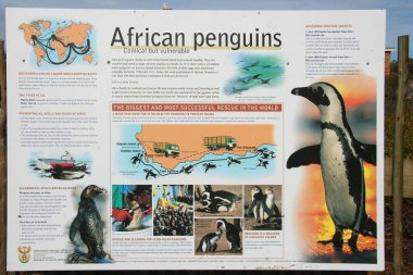 Information board about African penguins