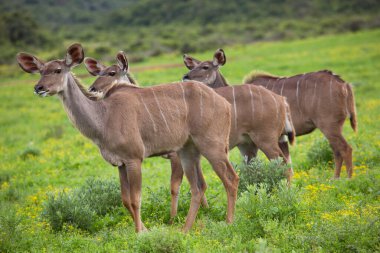 İmpala sürüsü, Aepyceros melampus, doğada gezinip otlanıyor.