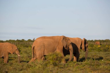 Afrika savanasının aile sürüsü çim tarlasında sarı yabani çiçeklerle otluyor.