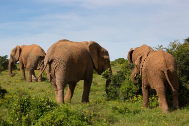 Afrika savanasının aile sürüsü çim tarlasında sarı yabani çiçeklerle otluyor.