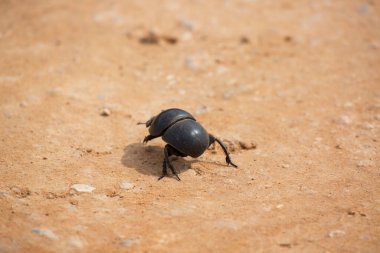 Uçamayan gübre böceği yakın görünüm
