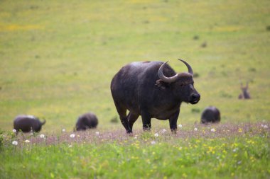 Afrika bufalosu sürüsü, Syncerus caffer, savanda ve çayırlarda otluyor ve yürüyor.