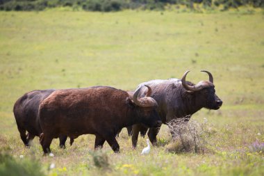 Afrika bufalosu sürüsü, Syncerus caffer, savanda ve çayırlarda otluyor ve yürüyor.