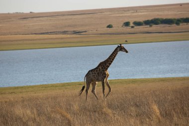 Güney Afrika ya da Pelerin zürafası açık düzlüklerden ve çim tarlalarından ormana doğru yürüyor.
