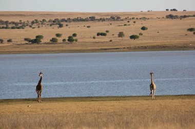 Güney Afrika ya da Cape zürafası, Züraffa camelopardalis, ağaçların tepesinden otlamak için savanada yürüyorlar.