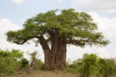 Mavi gökyüzünün altında büyük bir Baobab ağacı olan Afrika manzarası 