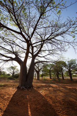 Mavi gökyüzünün altında büyük bir Baobab ağacı olan Afrika manzarası 