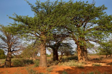 Mavi gökyüzünün altında büyük bir Baobab ağacı olan Afrika manzarası 