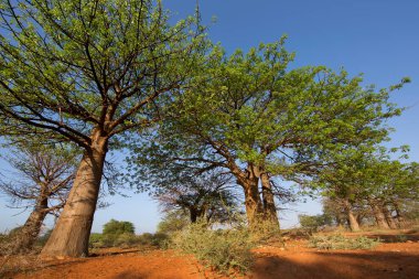 Mavi gökyüzünün altında büyük bir Baobab ağacı olan Afrika manzarası 