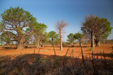 Baobab ile Afrika manzarası