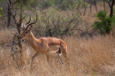 Erkek İmpala, Aepyceros melampus 'a yakın, ormanlık ve çalılıkların yanındaki çim tarlasında duruyor.