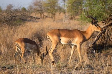 İmpala sürüsü, Aepyceros melampus, uzun ve kuru otların arasında gezinip duruyor.