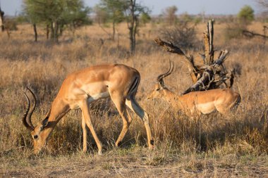 İmpala sürüsü, Aepyceros melampus, uzun ve kuru otların arasında gezinip duruyor.