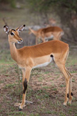 female common impala, Aepyceros melampus, and yellow-billed oxpecker, Buphagus africanus, searching for insects, bugs or ticks