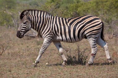 Yakın plan başı zebra, Equus quagga farklı açılarda. 
