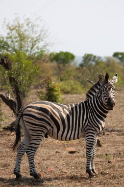 Yakın plan başı zebra, Equus quagga farklı açılarda. 