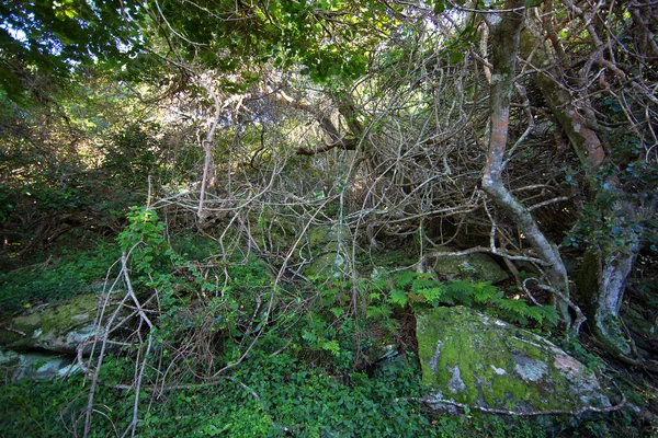 Viejo Tobogán Roca Cubierto Musgos Bosque Montaña — Foto de Stock