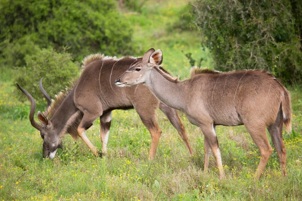 Herd Common Impala Aepyceros Melampus Wandering Grazing Nature — Stok fotoğraf