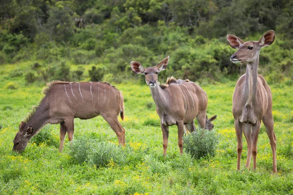 Herd Common Impala Aepyceros Melampus Wandering Grazing Nature — Stok fotoğraf